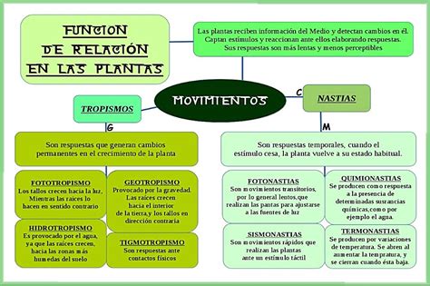 Funcion De Relacion En Las Plantas Wikipedia Information Cathyshepherdot