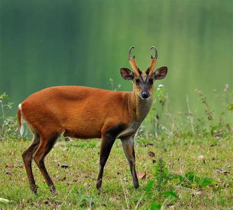 Barking Deer - KHAO SOK National Park, Thailand