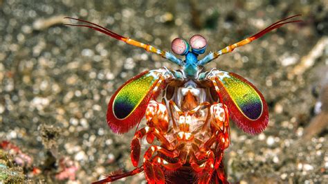 Mantis Shrimp Wallpapers Wallpaper Cave