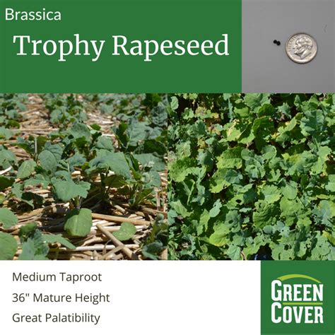 Rapeseed Trophy Green Cover