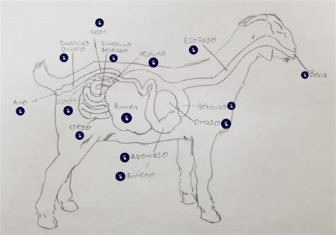 Sistema Digestivo De Ovinos Y Caprinos