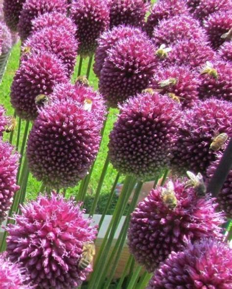 Allium Sphaerocephalon Drumsticks Bulb Peter Nyssen Buy Flower