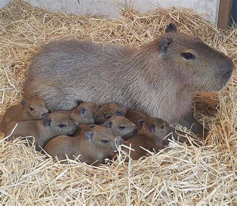 450 best r/capybara images on Pholder | A tapir and a capybara