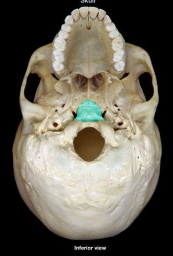 Bones Of The Skull And Face Part Occipital Parietal Frontal