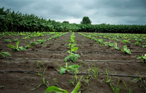 Banana Planting Distances And Support Systems Wikifarmer