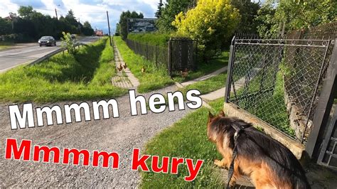 Walking Through Village With German Shepherd Spacer Przez Wie Z