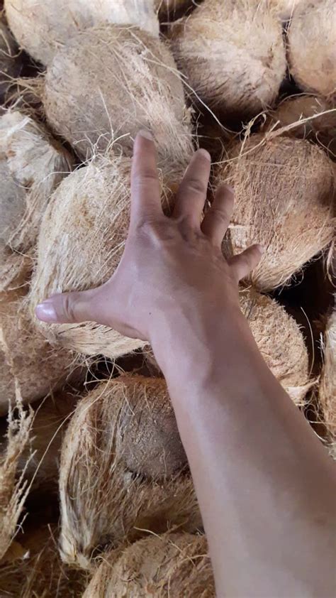 Mature Coconut Or Semi Husk Coconut From Vietnam For Sale Buy Old