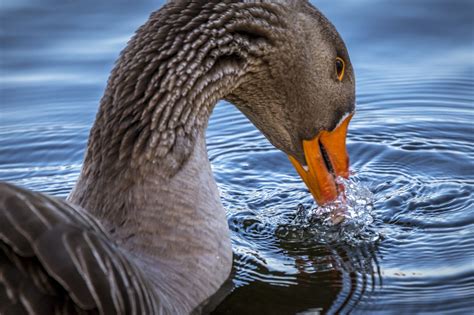 Gęś Szary Ptak Grey Goose Z Darmowe zdjęcie na Pixabay Pixabay