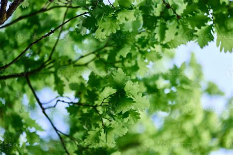 The Green Leaves Of The Oak Tree Close Up Against The Sky In The