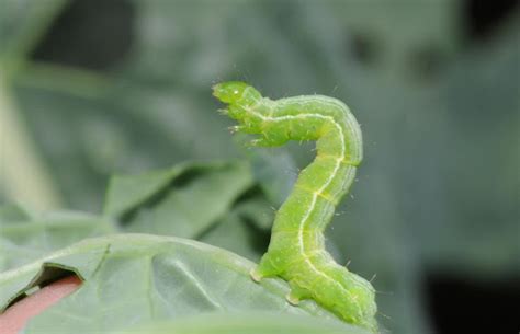 Cabbage Looper Moth Larva Project Noah