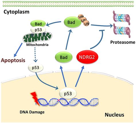 NDRG2 Prevents P53 From Entering Nucleus By Bad P53 Complex Upon