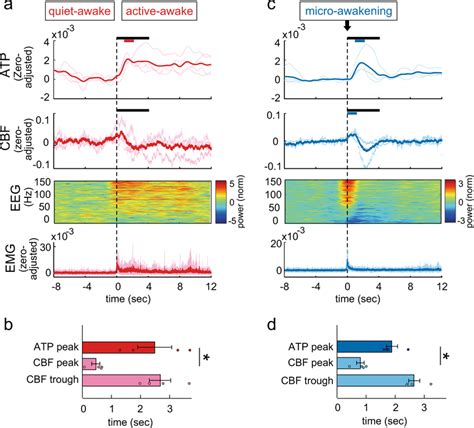 Dynamics Of Intracellular Atp In Cortical Neurons And Cbf During