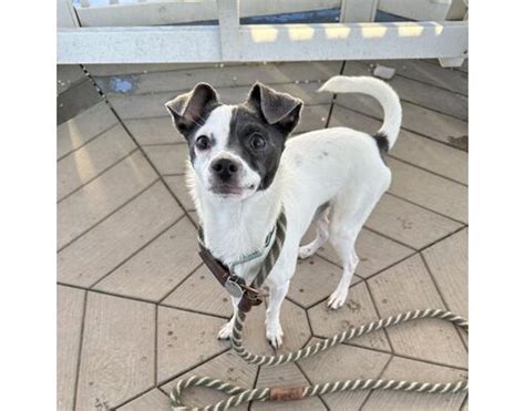 Quakertown Pa Chihuahuajack Russell Terrier Meet Jake A Pet For