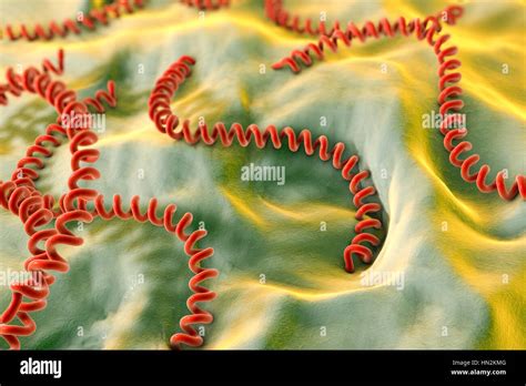 Formas De Bacterias