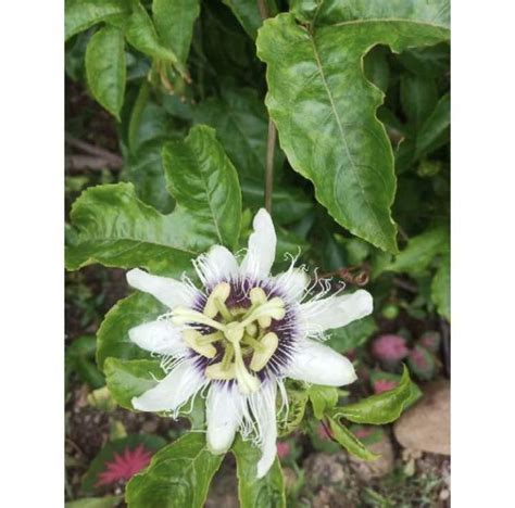 Passion Fruit Cuttings Lazada Ph