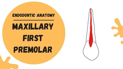 Endodontic Anatomy Of The Maxillary First Premolar Root Canal Anatomy