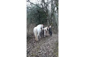 Centre équestre équitation poney hippique à Anglefort 01350