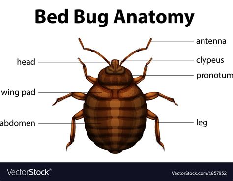 Bed bug anatomy Royalty Free Vector Image - VectorStock