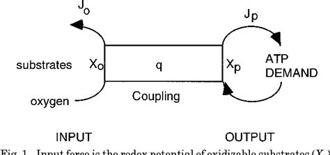 Oxidative Phosphorylation Input And Output