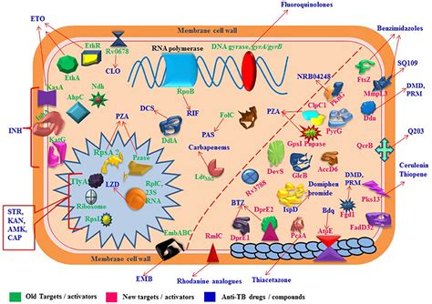 Frontiers Molecular Targets Related Drug Resistance Mechanisms In MDR