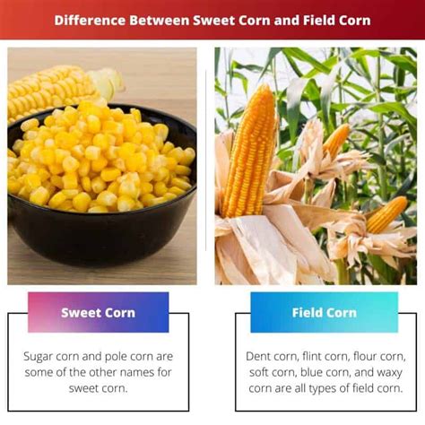 Sweet Corn Vs Field Corn Difference And Comparison