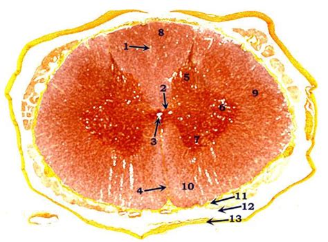 Spinal Cord Microscope Slide Part Two Diagram Quizlet