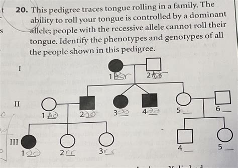 Solved Identify The Phenotypes And Genotypes Of All The People Shown In Course Hero