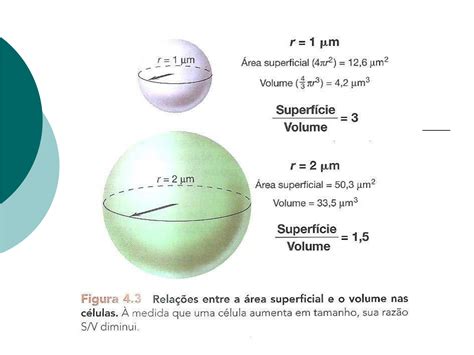 Microbiologia Para Engenharia Ambiental POLI USP Aula 1b Estruta E