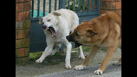 Ordinanza Contro I Cani Morsicatori Per La Prefettura Non Ci Sono I