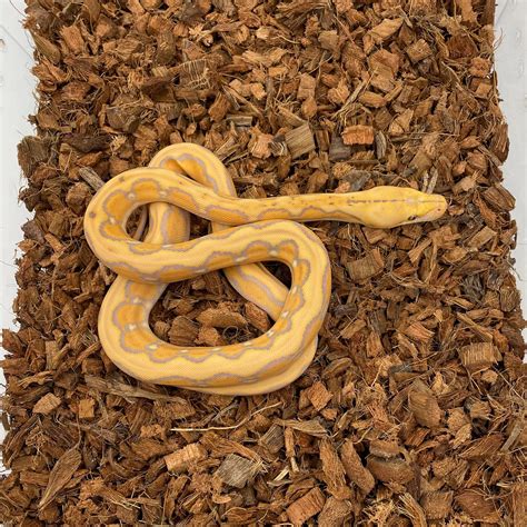 Super Dwarf Sunfire Tiger Albino Purple Reticulated Python By My Reptile Shop Morphmarket