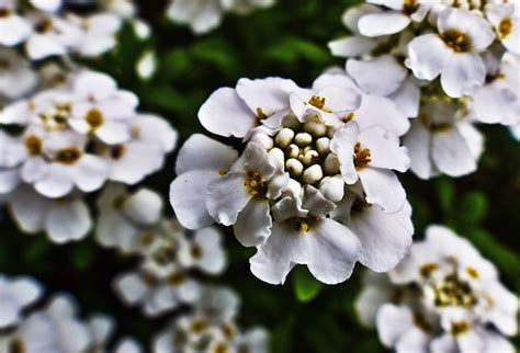 Candytuft Blossoms White Flowers - Free photo on Pixabay