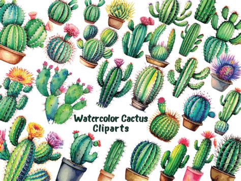 Watercolor Cacti And Succulents Clipart Designs Graphics