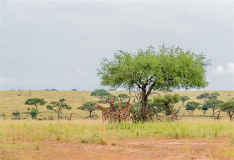 Top Things To Do In Murchison Falls National Park