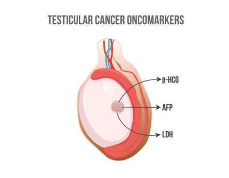 Anatomy Of Testis Clip Art Illustrations Royalty Free Vector Graphics