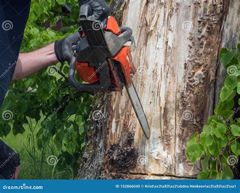 Chainsaw Primo Piano Dell Uomo Adulto Con La Motosega Segante Nel Moto