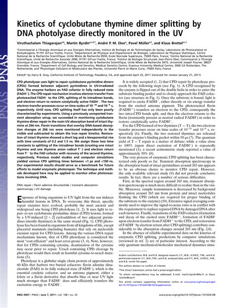 (PDF) Kinetics of cyclobutane thymine dimer splitting by DNA photolyase ...