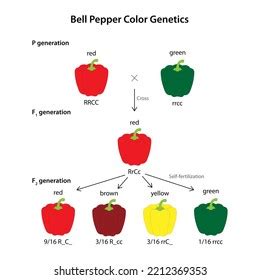 Fruit Color Genetics Bell Pepper Capsicum Stock Vector Royalty Free