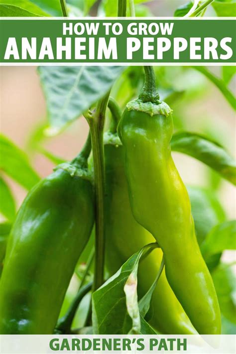 How to Plant and Grow Anaheim Peppers | Gardener’s Path