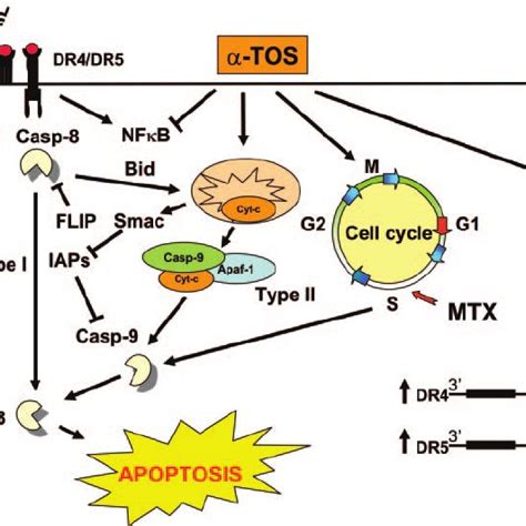 Possible Pathways Of ␣ Tos Sensitized Apoptosis Immunological Ligands