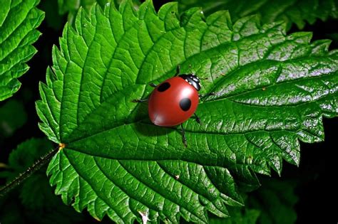 Les Insectes Sont Des Coccinelles Illustration 3d Photo Premium