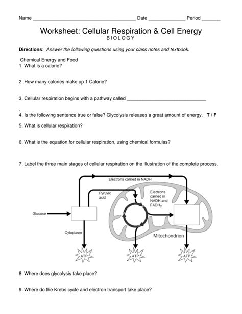 Photosynthesis And Cellular Respiration Worksheet Answers