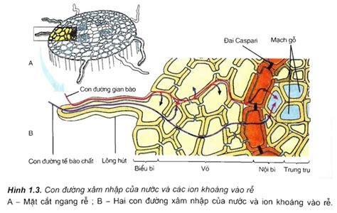 Đáp án Sự hấp thụ nước và muối khoáng ở rễ