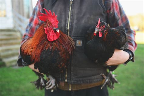 Pullets Cockerels Open Gate Poultry