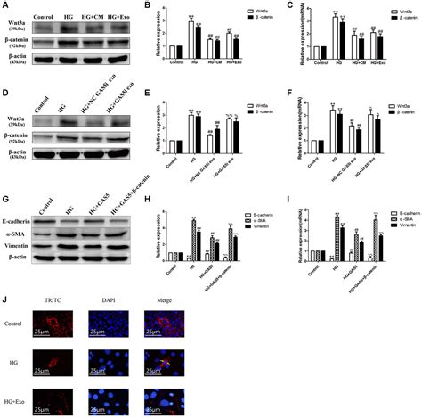 Mechanisms Of Human Umbilical Cord Mesenchymal Stem Cells Derived