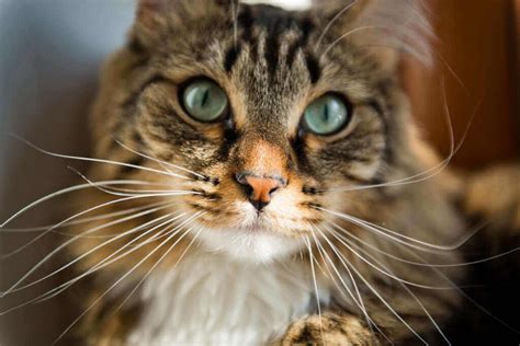 Why Do Cats Have Whiskers Facts And Faq About Whiskers Pets Nurturing