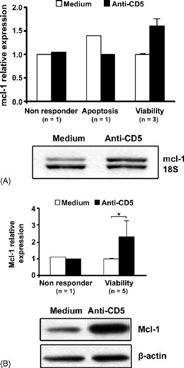 Pkc Inhibition Abrogates Mcl 1 Protein Expression In B Cll B Cells