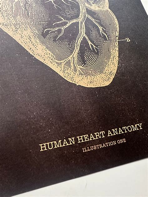 Human Heart Poster Human Anatomy Print Human Heart Print Heart Wall