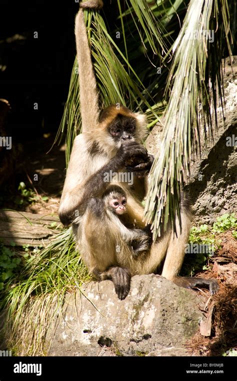 Spider Monkey Mother And Infant Eating Beside Water At Auckland Zoo