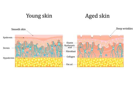 Aging Diagrams Stock Illustrations 31 Aging Diagrams Stock