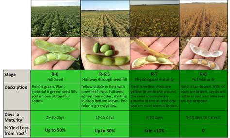 Soybean Maturity And Yield Loss From Frost Manitoba Pulse And Soybean